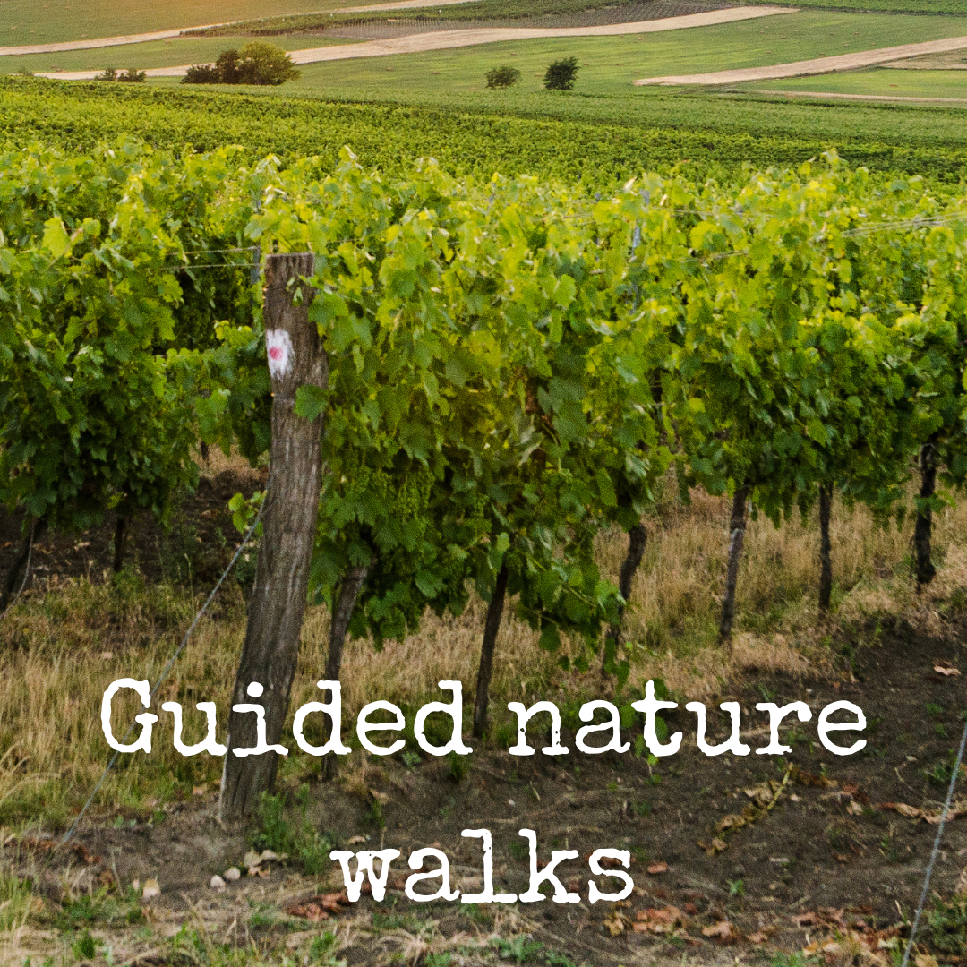 guided nature walks