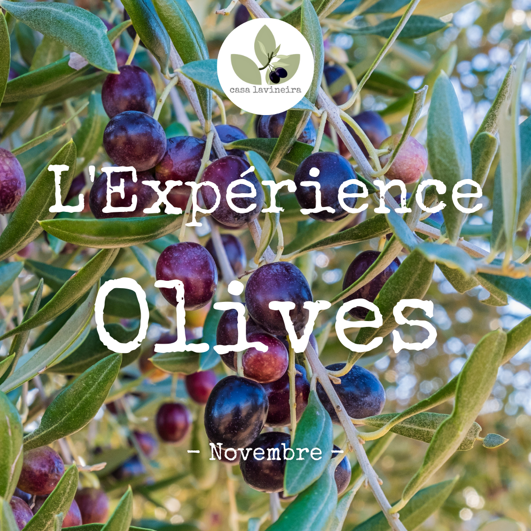 L'expérience Olives