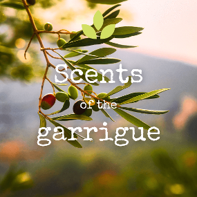 Scents of the garrigue