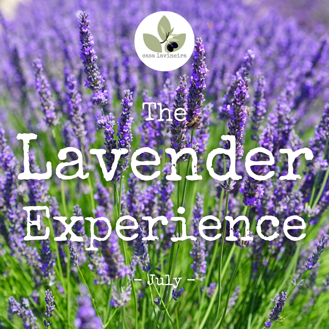The lavender experience